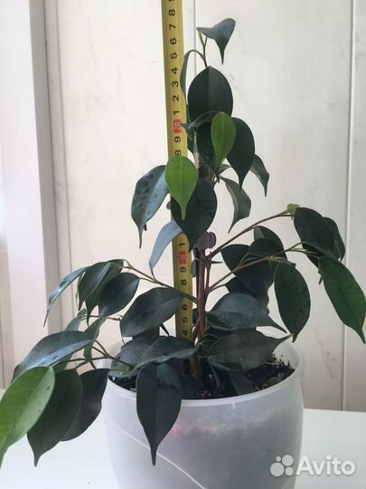 Комнатные растения