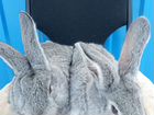 Кролики бельгийский великан объявление продам