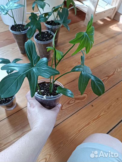 Филодендрон magic mask