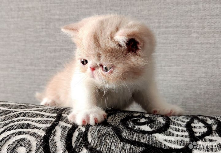 Котята