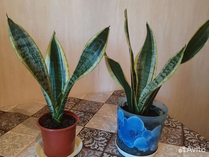 Сансевьера