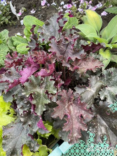 Многолетние цветы для сада