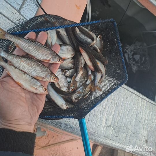 Живец плотва карась