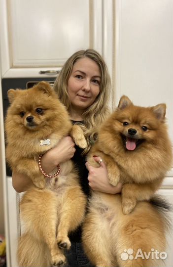 Груминг, стрижка кошек и собак