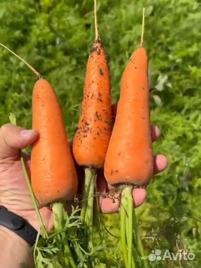 Морковь опт Крупная и на сети