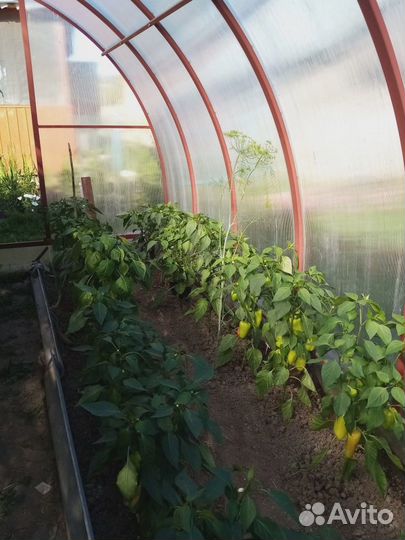 Перец сладкий мясистый. (Желтый, Красный)