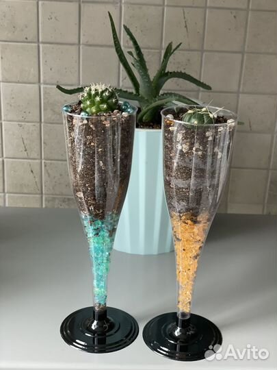 Кактус дизайнерский (часть 1)