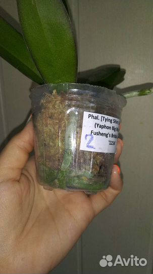 Орхидея Tying Shin Swallow