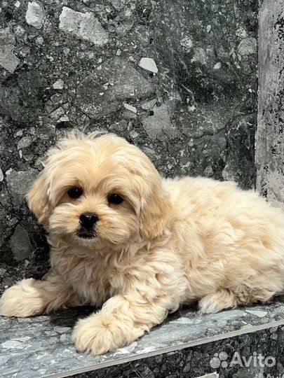 Щенки мальтипу f1 тикап, микро, мини, стандарт