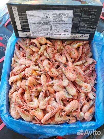 Креветка углохвостая