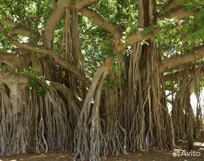 Фикус бенгальский