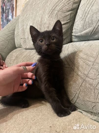 Котенок мальчик в добрые руки