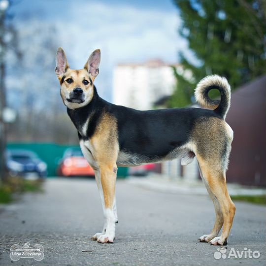 Франт ищет семью, собака в добрые руки