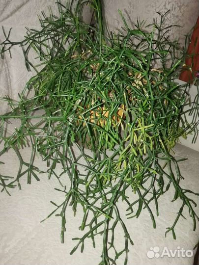 Пилея Кадиера (серебряная) Хатиора, хлорофитум куд