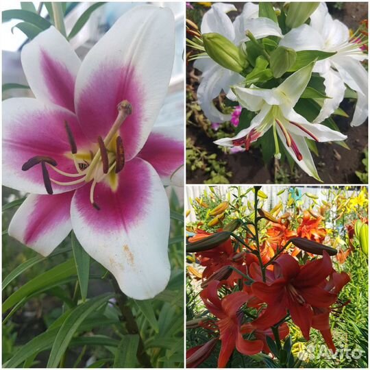 Продам цветы садовые,кустарники