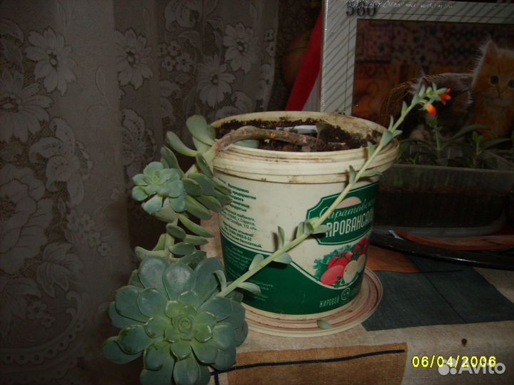 Каменная роза