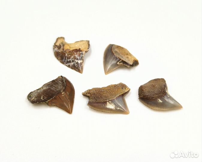Набор, зубы акулы Squalicorax / Окаменелости