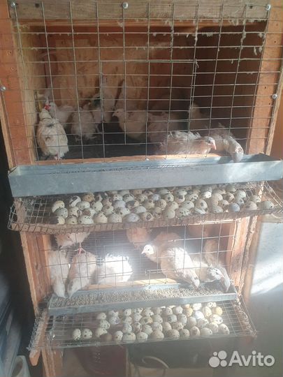 Перепёлки несушки