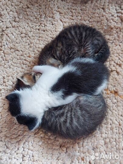 Котята в добрые руки бесплатно