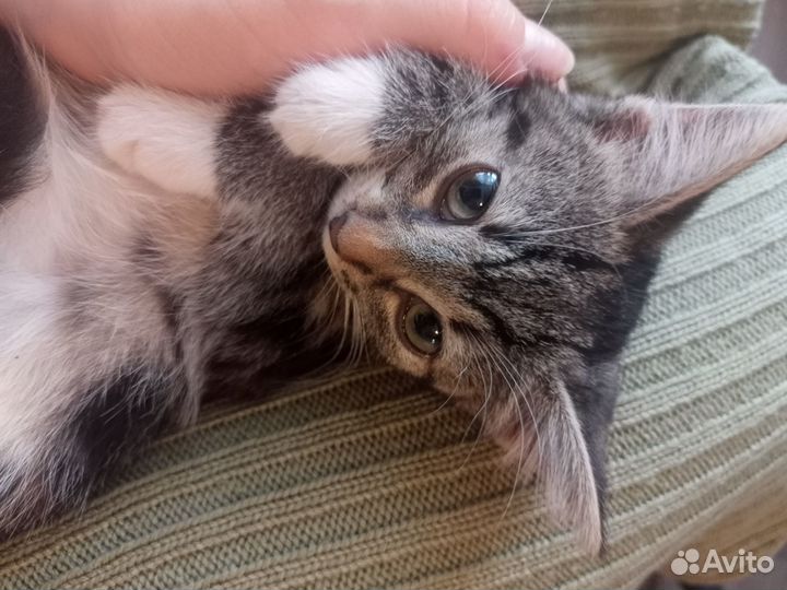 Котенок в добрые руки