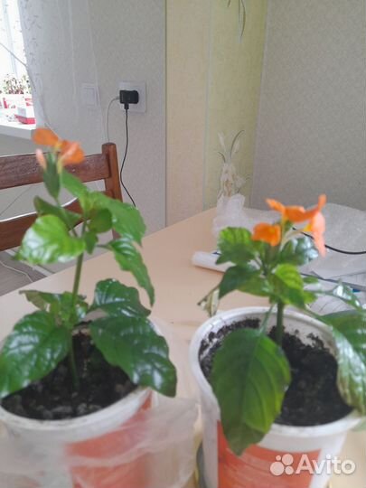 Комнатные цветы