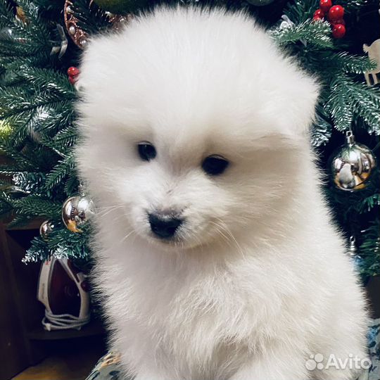 Самоедская собака