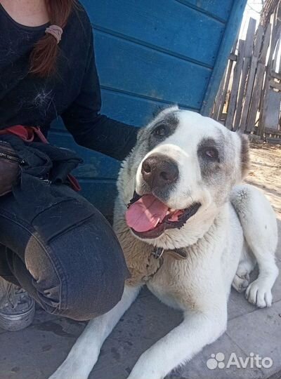 Дунай на охрану