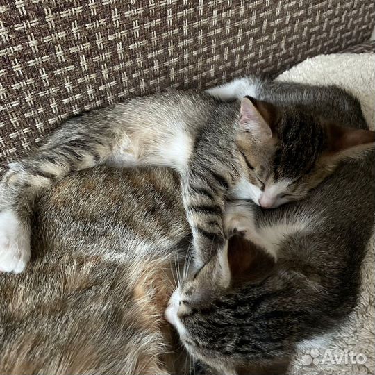 Котята в добрые руки бесплатно