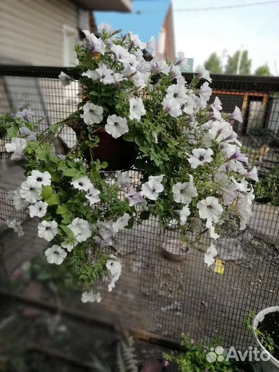 Петуния ампельная рассада