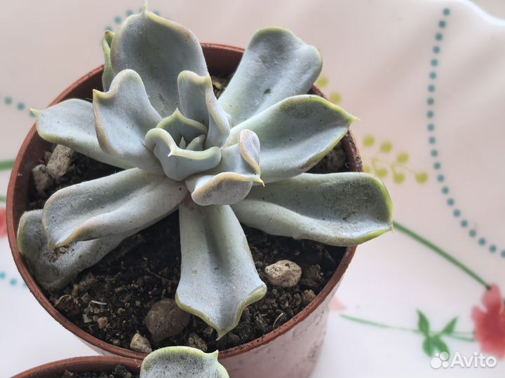 Echeveria Thriller Pearl