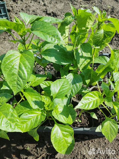 Рассада перца,томатов,огурцов,петуния