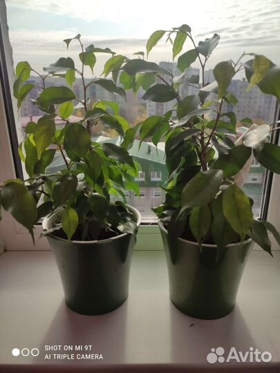 Фикус бенджамина в горшке