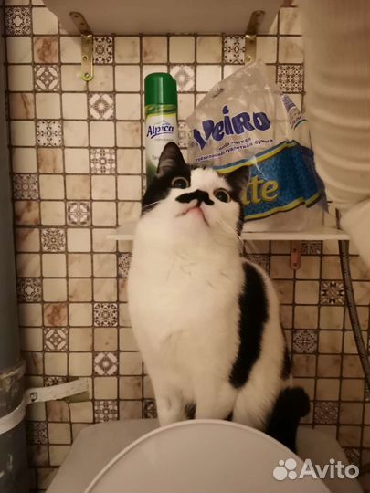 Кот в добрые руки