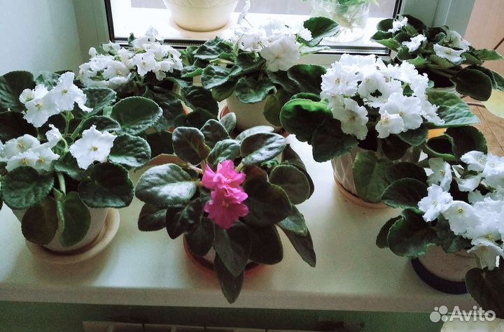 Фиалка в горшках