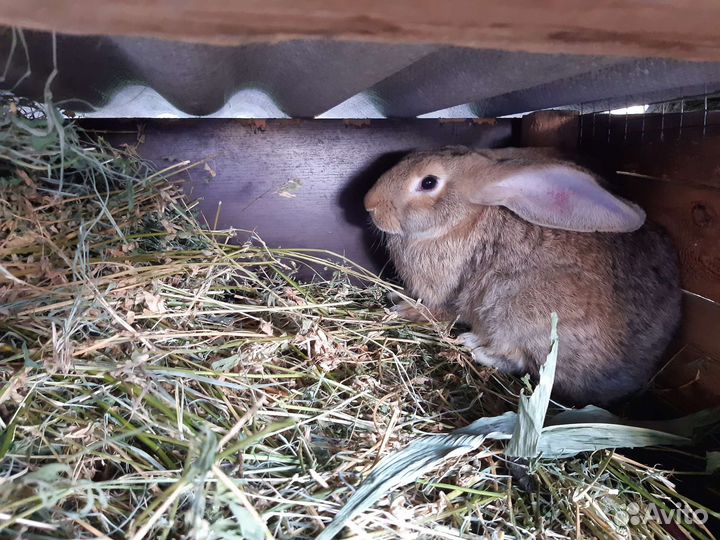 Крольчата серый великан,фландр