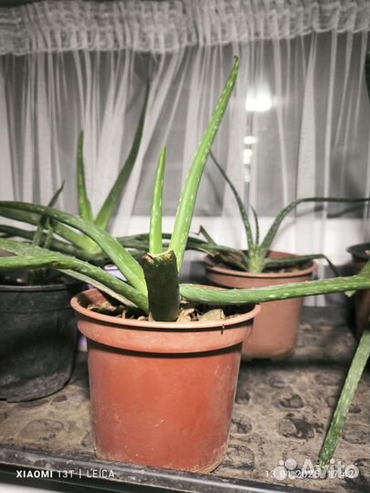 Алоэ лечебный