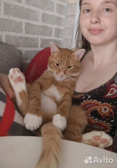 Котик в добрые ручки