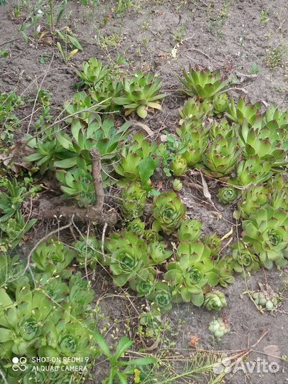 Каменная роза