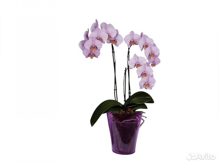 Кашпо для орхидей Новые