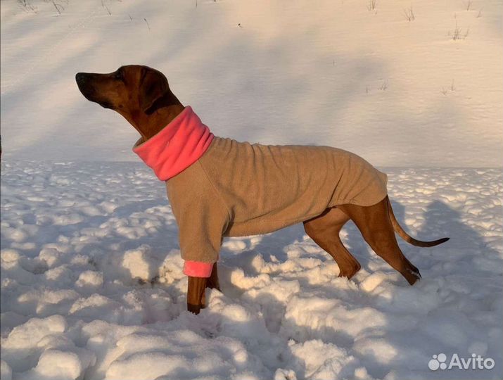 Одежда (попона) для собак крупных пород