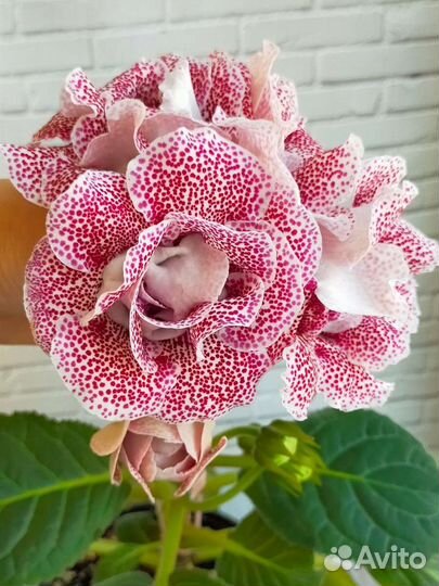 Глоксиния махровая лист, цветущая