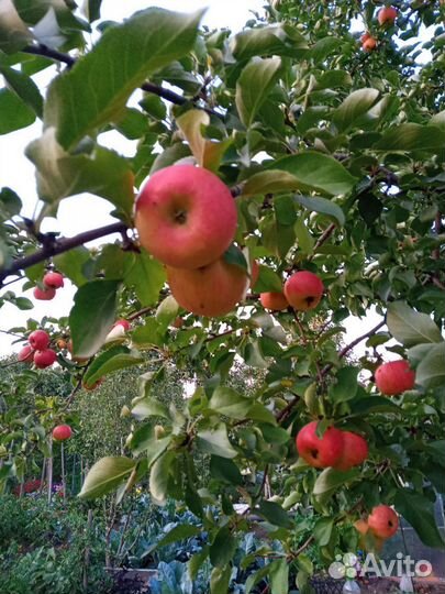 Груши яблоки