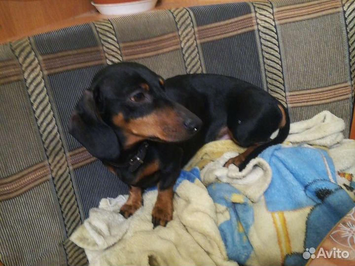 Такса мальчик, вязка