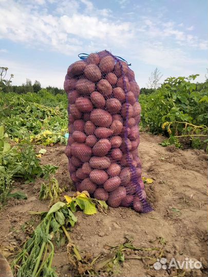 Картофель