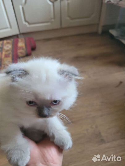 Шотландская вислоухая девочка