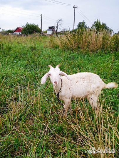 Козлята продажа