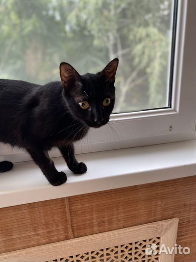 Черная Ноча