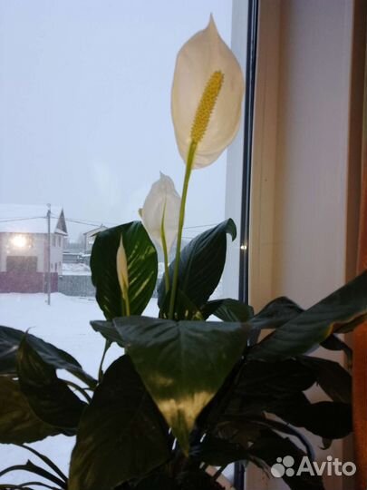 Спатифиллум 