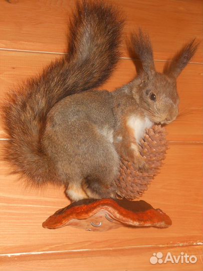 Чучело белок