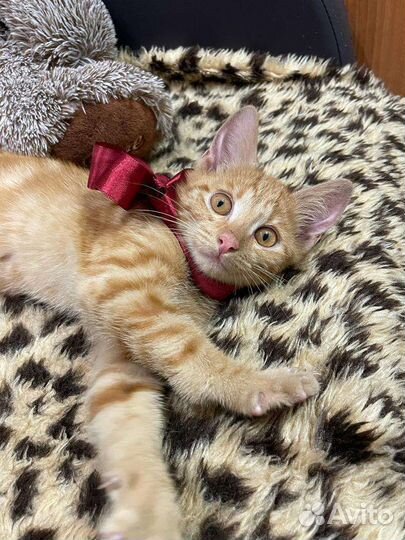 Котятам очень нужен дом